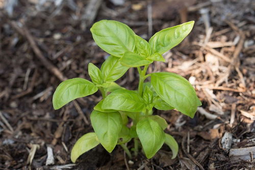 株能组什么词语有哪些词语，株能组什么词和拼音