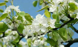 列圣仁恩深雨露什么意思，列圣仁恩深雨露,中兴赦令疾风雷运用什么手法