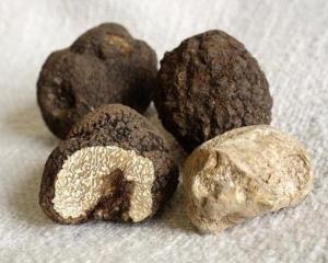 你了解白松露吗?白松露在菌类里面属于什么级别?