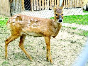 獐子是几级保护动物