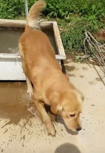 寻狗启示免费模板，寻狗启示启事