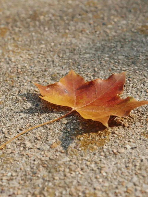 绵绵不断近义词，绵绵不断下一句是什么