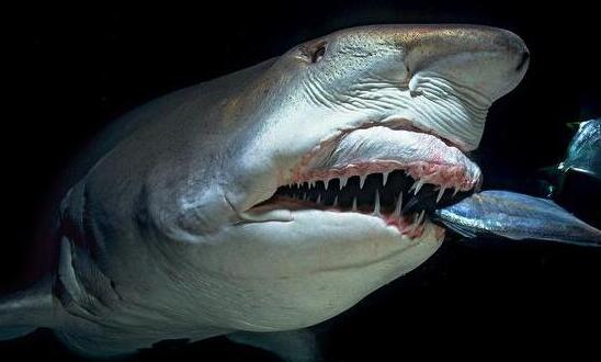 卵胎生动物有哪些种类图片，卵胎生动物都有哪些