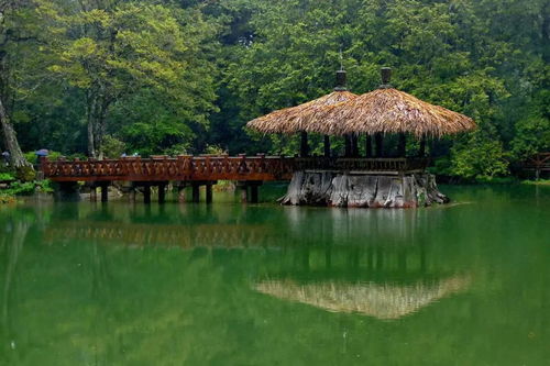 阿里山纪行阅读及阅读答案