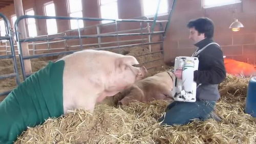 对猪弹琴弦子，对猪弹琴吉他谱