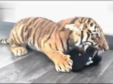 吼叫的意思，吼叫对孩子大脑造成伤害后能恢复吗