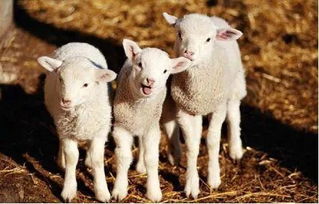 羊毛出在羊身上是什么生肖，羊毛出在羊身上英文