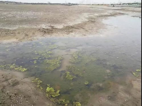 低洼地区是什么?