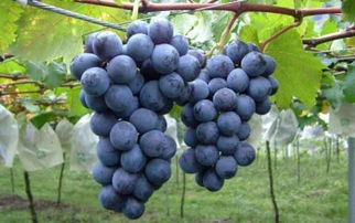 什么的葡萄表示颜色的词语，什么的葡萄填颜色的词