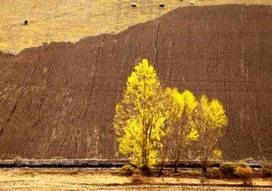 记忆中的美景 作文