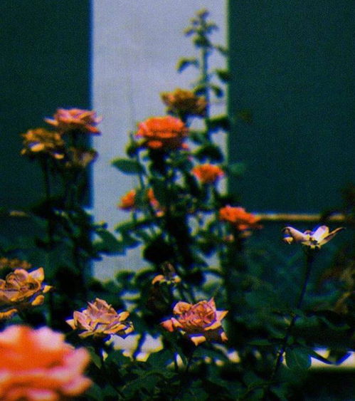 “落花春雨更伤”出至哪首诗。什么意思?