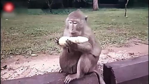 通话故事。猴子搬玉米(猴子掰玉米)的故事大家都听过吧?问题来了。_百