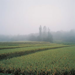 米田左右结构是什么字,怎么打出来