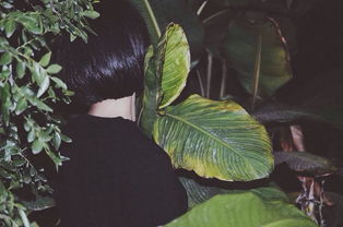 foliage leaf这两个词有什么区别