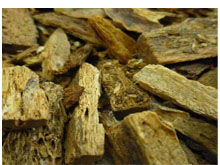 牛角腮图片，牛角腮汤