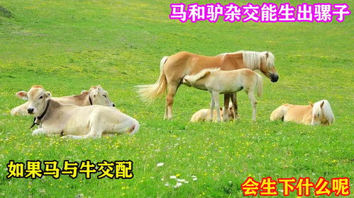 马和牛相配吗生个宝宝，马和牛相克还是相冲
