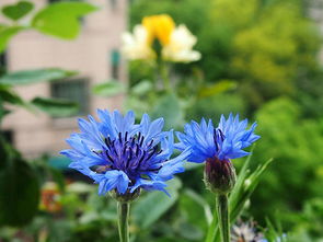 蓝色矢车菊的花语，矢车菊的花语和象征