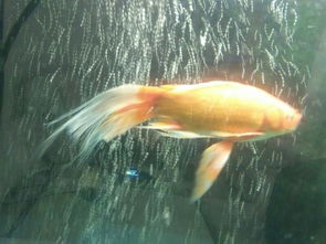 鱼尾巴长白点点怎么办，鱼尾巴上有白点是什么原因