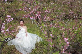 人面桃花什么意思什么生肖，人面桃花指什么