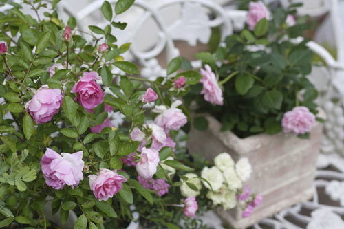 形容花美丽的成语