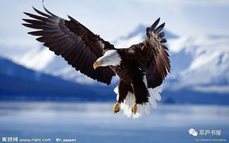 形容鹰的词语，修饰雄鹰的词语