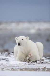bipolar是什么意思，双向bipolar是什么意思