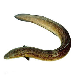 鳗鲡图片，鳗鲡鱼