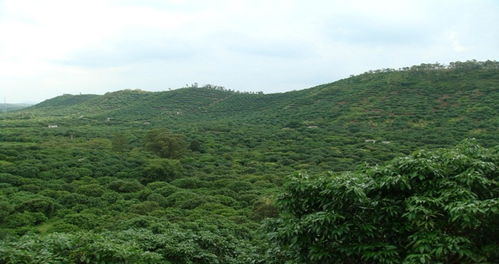 花生的种植方法?