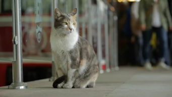 歌剧猫讲述了一个什么故事，歌剧猫女观后感