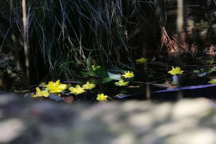 落花风雨更伤春全诗，满面山河空念远,落花风雨更伤春
