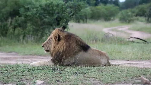 【吼叫】的意思是什么?【吼叫】是什么意思?