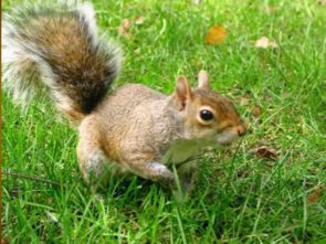 部编版五年级语文上册第17课《 松鼠》课件PPT