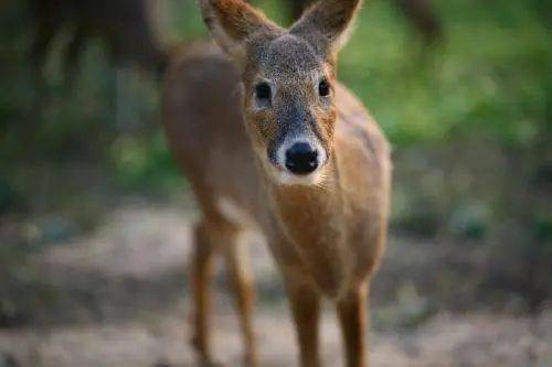 獐子岛，獐子岛扇贝逃跑事件