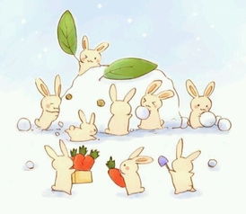 属兔的今年多大年龄