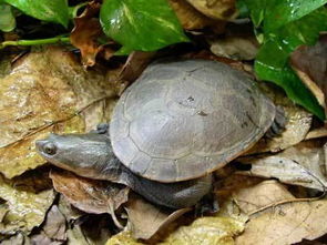 长颈龟都有什么颜色的