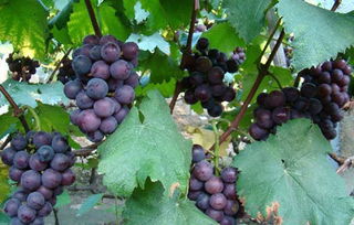 什么的葡萄怎么填?