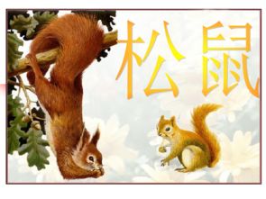 松鼠课件ppt课后题，松鼠讲课ppt
