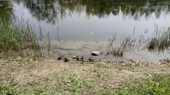 燕衔泥诗句，燕衔泥歌词是什么意思