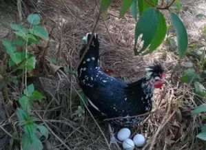 唐冬生，唐冬华