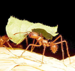 蚂蚁有什么特点和精神，蚂蚁有什么特点点