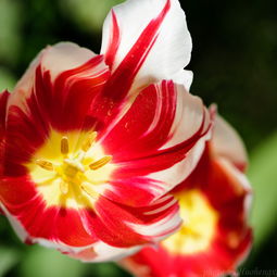 描写郁金香的优美句子短句