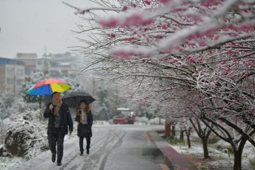 用梅花造句(大约30个左右)