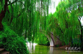 春风又绿江南岸的绿什么意思