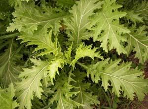 芥子兰博士，芥子是什么意思