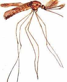 疟疾的拼音狐疟疾的拼音是什么