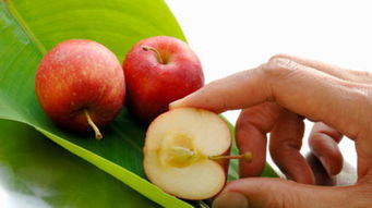 儿童歌曲小苹果小苹果，小苹果小苹果小苹果儿童歌曲