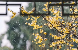 哪得梅花扑鼻香前面一句是什么?