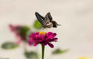 公园里的蝴蝶在花中写作文