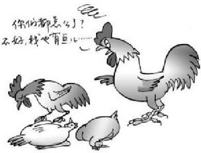 禽流感会传染给人类吗，禽流感属于什么隔离