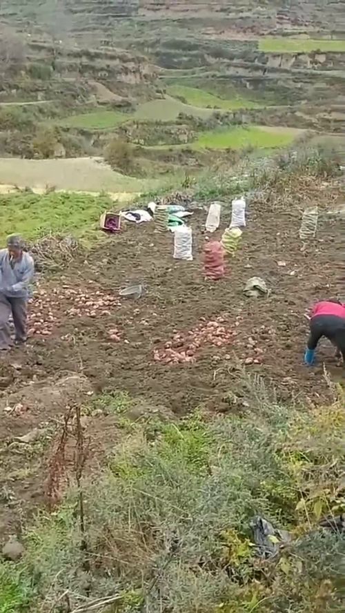 垅的意思是什么